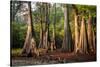 Bald Cypress in Water, Pierce Lake, Atchafalaya Basin, Louisiana, USA-Alison Jones-Stretched Canvas