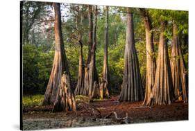 Bald Cypress in Water, Pierce Lake, Atchafalaya Basin, Louisiana, USA-Alison Jones-Stretched Canvas