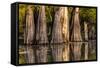 Bald Cypress in Water, Pierce Lake, Atchafalaya Basin, Louisiana, USA-Alison Jones-Framed Stretched Canvas