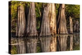 Bald Cypress in Water, Pierce Lake, Atchafalaya Basin, Louisiana, USA-Alison Jones-Stretched Canvas