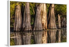 Bald Cypress in Water, Pierce Lake, Atchafalaya Basin, Louisiana, USA-Alison Jones-Framed Photographic Print