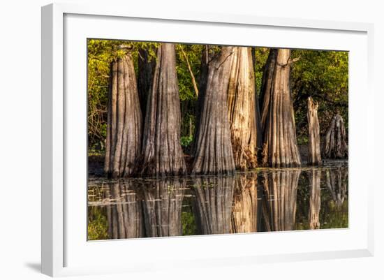 Bald Cypress in Water, Pierce Lake, Atchafalaya Basin, Louisiana, USA-Alison Jones-Framed Photographic Print