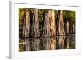 Bald Cypress in Water, Pierce Lake, Atchafalaya Basin, Louisiana, USA-Alison Jones-Framed Photographic Print