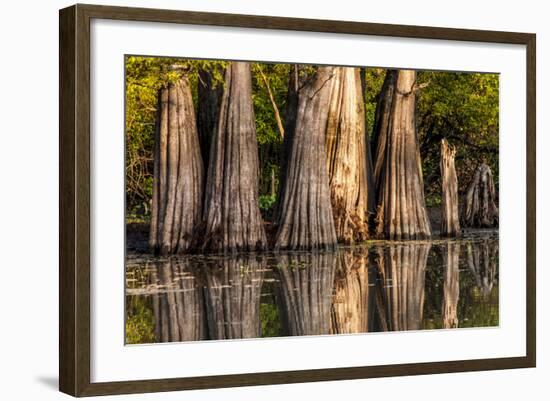 Bald Cypress in Water, Pierce Lake, Atchafalaya Basin, Louisiana, USA-Alison Jones-Framed Photographic Print