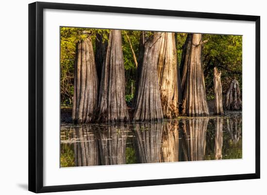 Bald Cypress in Water, Pierce Lake, Atchafalaya Basin, Louisiana, USA-Alison Jones-Framed Photographic Print