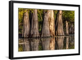 Bald Cypress in Water, Pierce Lake, Atchafalaya Basin, Louisiana, USA-Alison Jones-Framed Photographic Print