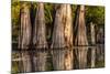 Bald Cypress in Water, Pierce Lake, Atchafalaya Basin, Louisiana, USA-Alison Jones-Mounted Photographic Print