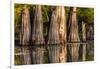 Bald Cypress in Water, Pierce Lake, Atchafalaya Basin, Louisiana, USA-Alison Jones-Framed Photographic Print