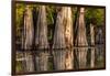 Bald Cypress in Water, Pierce Lake, Atchafalaya Basin, Louisiana, USA-Alison Jones-Framed Photographic Print