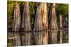 Bald Cypress in Water, Pierce Lake, Atchafalaya Basin, Louisiana, USA-Alison Jones-Stretched Canvas