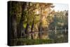 Bald Cypress in Water, Pierce Lake, Atchafalaya Basin, Louisiana, USA-Alison Jones-Stretched Canvas