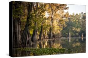 Bald Cypress in Water, Pierce Lake, Atchafalaya Basin, Louisiana, USA-Alison Jones-Stretched Canvas