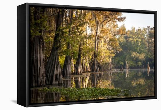 Bald Cypress in Water, Pierce Lake, Atchafalaya Basin, Louisiana, USA-Alison Jones-Framed Stretched Canvas