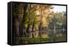 Bald Cypress in Water, Pierce Lake, Atchafalaya Basin, Louisiana, USA-Alison Jones-Framed Stretched Canvas