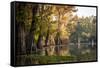 Bald Cypress in Water, Pierce Lake, Atchafalaya Basin, Louisiana, USA-Alison Jones-Framed Stretched Canvas