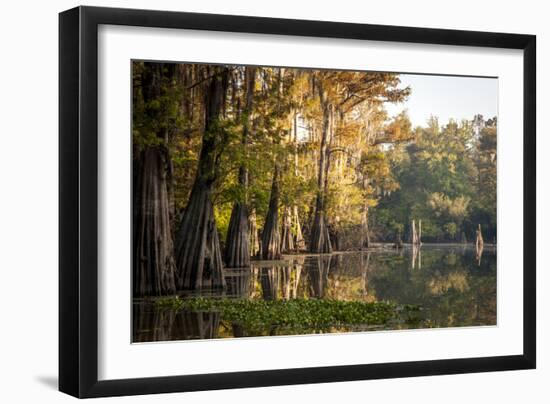 Bald Cypress in Water, Pierce Lake, Atchafalaya Basin, Louisiana, USA-Alison Jones-Framed Photographic Print