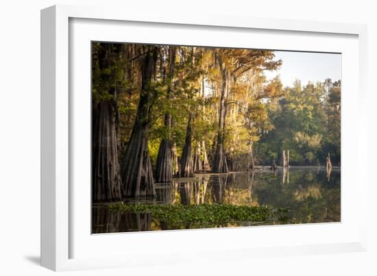 Bald Cypress in Water, Pierce Lake, Atchafalaya Basin, Louisiana, USA-Alison Jones-Framed Photographic Print