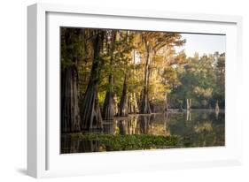 Bald Cypress in Water, Pierce Lake, Atchafalaya Basin, Louisiana, USA-Alison Jones-Framed Photographic Print