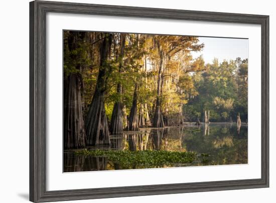 Bald Cypress in Water, Pierce Lake, Atchafalaya Basin, Louisiana, USA-Alison Jones-Framed Photographic Print