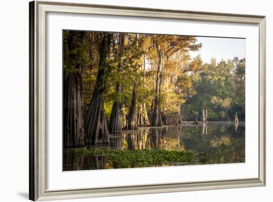 Bald Cypress in Water, Pierce Lake, Atchafalaya Basin, Louisiana, USA-Alison Jones-Framed Photographic Print