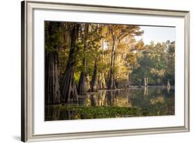 Bald Cypress in Water, Pierce Lake, Atchafalaya Basin, Louisiana, USA-Alison Jones-Framed Photographic Print