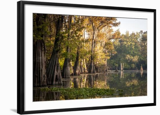 Bald Cypress in Water, Pierce Lake, Atchafalaya Basin, Louisiana, USA-Alison Jones-Framed Photographic Print