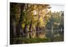 Bald Cypress in Water, Pierce Lake, Atchafalaya Basin, Louisiana, USA-Alison Jones-Framed Photographic Print