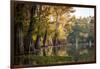 Bald Cypress in Water, Pierce Lake, Atchafalaya Basin, Louisiana, USA-Alison Jones-Framed Photographic Print