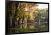 Bald Cypress in Water, Pierce Lake, Atchafalaya Basin, Louisiana, USA-Alison Jones-Framed Photographic Print