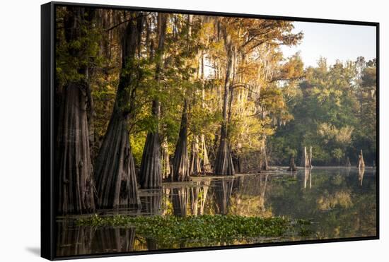 Bald Cypress in Water, Pierce Lake, Atchafalaya Basin, Louisiana, USA-Alison Jones-Framed Stretched Canvas