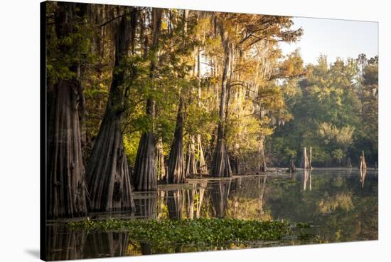 Bald Cypress in Water, Pierce Lake, Atchafalaya Basin, Louisiana, USA-Alison Jones-Stretched Canvas