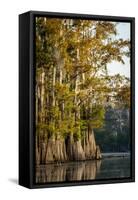 Bald Cypress in Water, Pierce Lake, Atchafalaya Basin, Louisiana, USA-Alison Jones-Framed Stretched Canvas