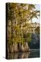 Bald Cypress in Water, Pierce Lake, Atchafalaya Basin, Louisiana, USA-Alison Jones-Stretched Canvas