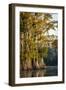 Bald Cypress in Water, Pierce Lake, Atchafalaya Basin, Louisiana, USA-Alison Jones-Framed Photographic Print