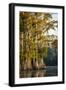 Bald Cypress in Water, Pierce Lake, Atchafalaya Basin, Louisiana, USA-Alison Jones-Framed Photographic Print