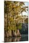 Bald Cypress in Water, Pierce Lake, Atchafalaya Basin, Louisiana, USA-Alison Jones-Mounted Photographic Print