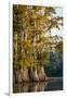 Bald Cypress in Water, Pierce Lake, Atchafalaya Basin, Louisiana, USA-Alison Jones-Framed Premium Photographic Print