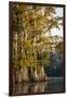 Bald Cypress in Water, Pierce Lake, Atchafalaya Basin, Louisiana, USA-Alison Jones-Framed Premium Photographic Print