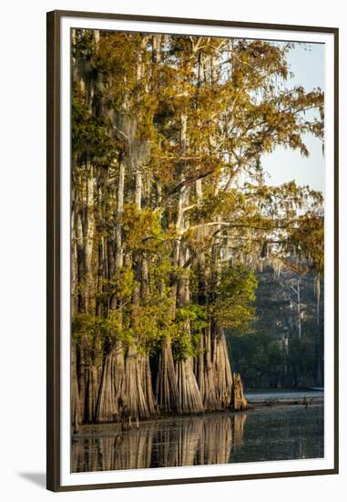 Bald Cypress in Water, Pierce Lake, Atchafalaya Basin, Louisiana, USA-Alison Jones-Framed Premium Photographic Print