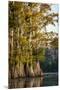 Bald Cypress in Water, Pierce Lake, Atchafalaya Basin, Louisiana, USA-Alison Jones-Mounted Premium Photographic Print