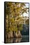 Bald Cypress in Water, Pierce Lake, Atchafalaya Basin, Louisiana, USA-Alison Jones-Framed Stretched Canvas