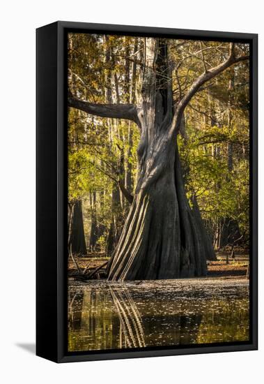 Bald Cypress in Water, Pierce Lake, Atchafalaya Basin, Louisiana, USA-Alison Jones-Framed Stretched Canvas