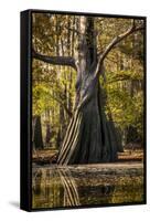 Bald Cypress in Water, Pierce Lake, Atchafalaya Basin, Louisiana, USA-Alison Jones-Framed Stretched Canvas