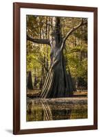 Bald Cypress in Water, Pierce Lake, Atchafalaya Basin, Louisiana, USA-Alison Jones-Framed Photographic Print