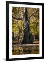 Bald Cypress in Water, Pierce Lake, Atchafalaya Basin, Louisiana, USA-Alison Jones-Framed Photographic Print