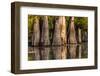 Bald Cypress in Water, Pierce Lake, Atchafalaya Basin, Louisiana, USA-Alison Jones-Framed Photographic Print