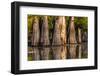 Bald Cypress in Water, Pierce Lake, Atchafalaya Basin, Louisiana, USA-Alison Jones-Framed Photographic Print