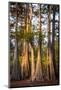 Bald Cypress in Water, Pierce Lake, Atchafalaya Basin, Louisiana, USA-Alison Jones-Mounted Photographic Print