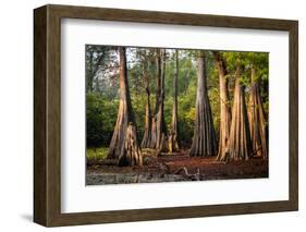 Bald Cypress in Water, Pierce Lake, Atchafalaya Basin, Louisiana, USA-Alison Jones-Framed Photographic Print