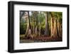 Bald Cypress in Water, Pierce Lake, Atchafalaya Basin, Louisiana, USA-Alison Jones-Framed Photographic Print